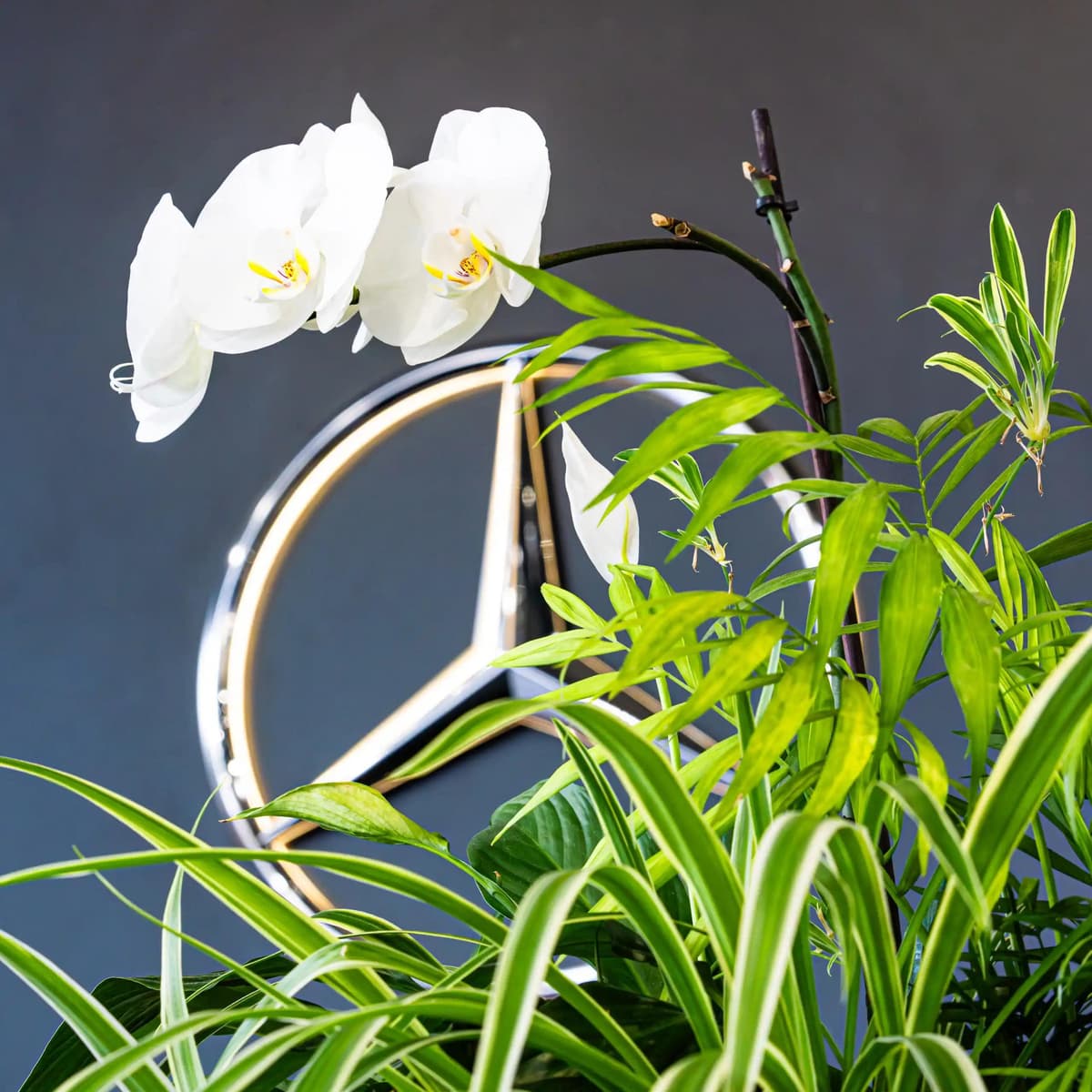 photo de maxime lapeyrere